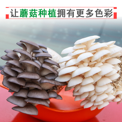 果树苗月瓜泪吊兰盆栽花卉苗盆花土壤叶片水中树好养的苗菇菌包小